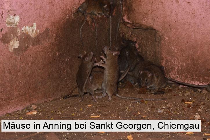 Mäuse in Anning bei Sankt Georgen, Chiemgau